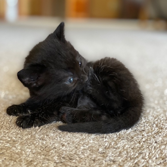 🐱 Kittens Update!🐱 - Picture 8 of 8